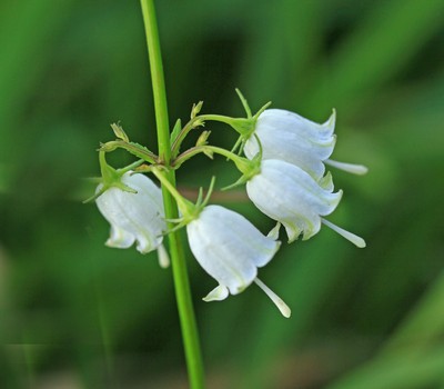 群落でであった植物　②_c0104227_13009.jpg