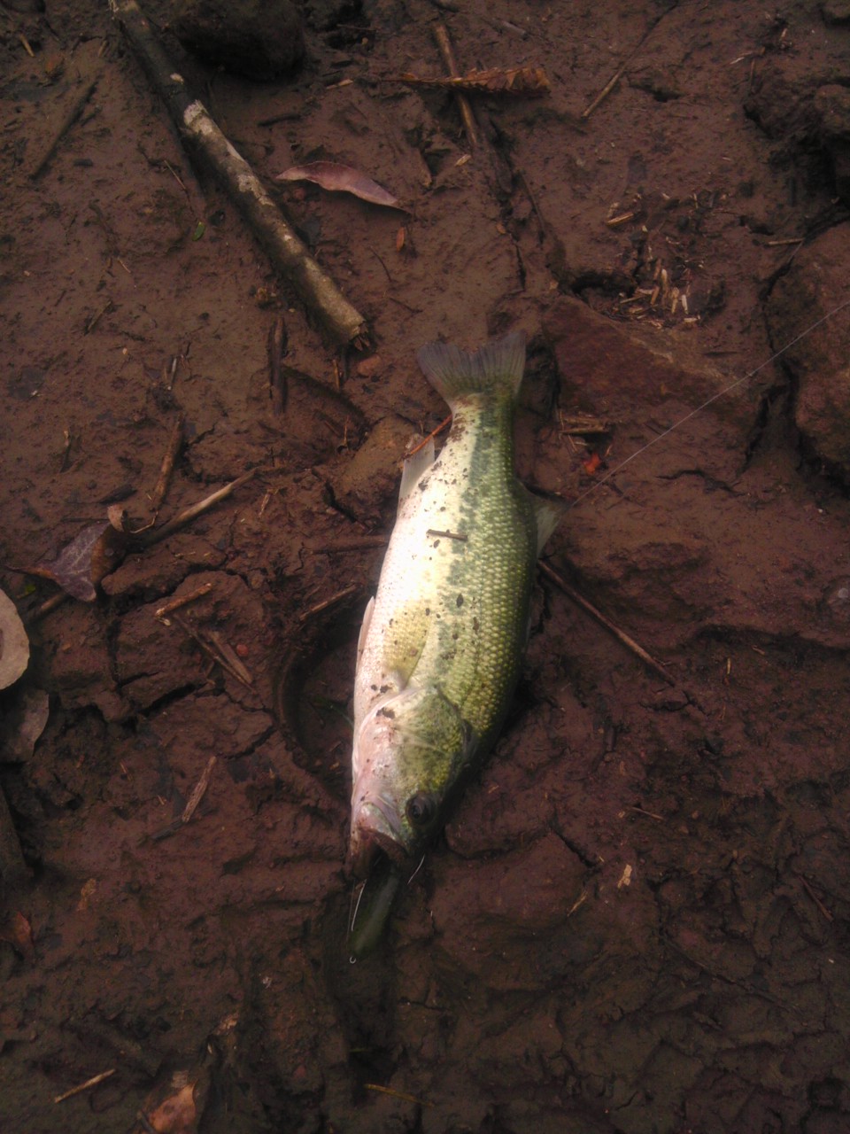 a0220528_11236.jpg