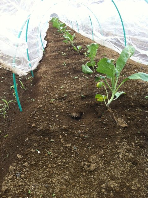 定植した冬野菜達　なんとか根が土を掴みました。_c0222448_17505417.jpg