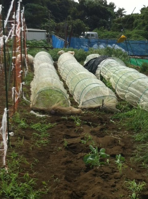 定植した冬野菜達　なんとか根が土を掴みました。_c0222448_17511165.jpg