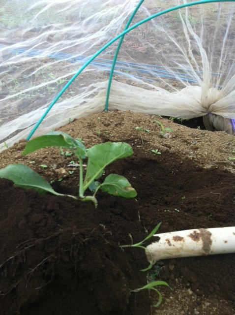 定植した冬野菜達　なんとか根が土を掴みました。_c0222448_1751333.jpg