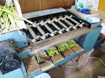 アスパラの匠!その2 出荷作業_a0254656_0595348.jpg