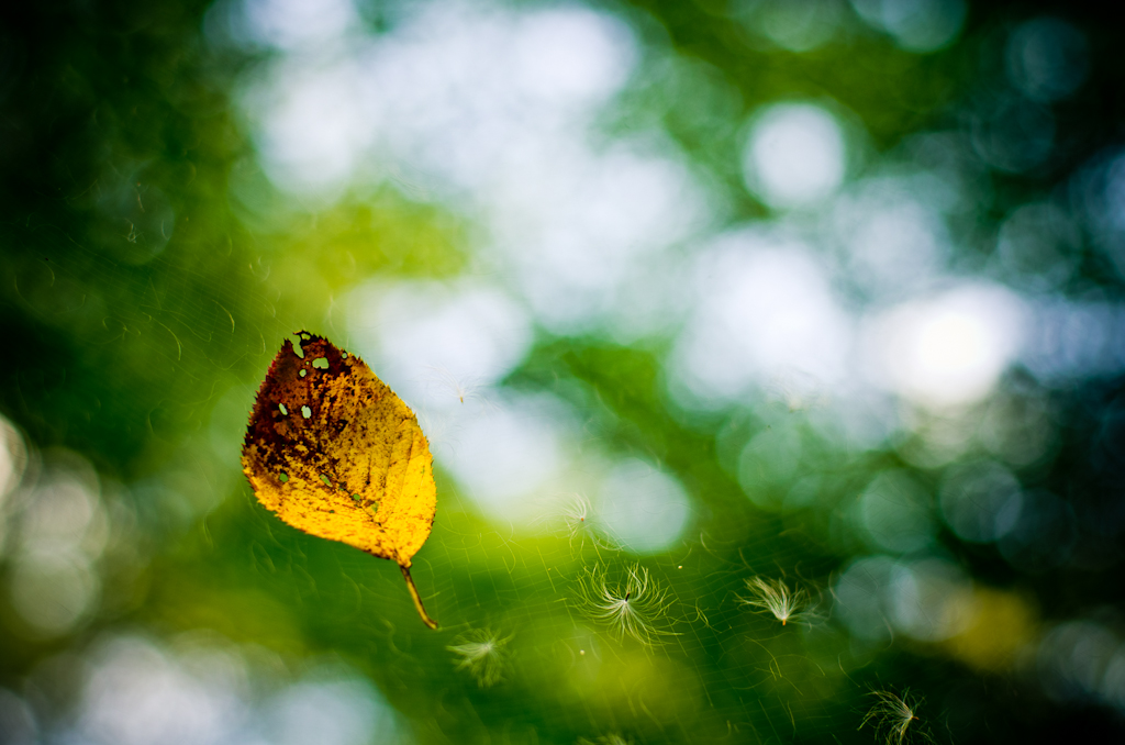 Autumn Catcher_d0124465_10165195.jpg