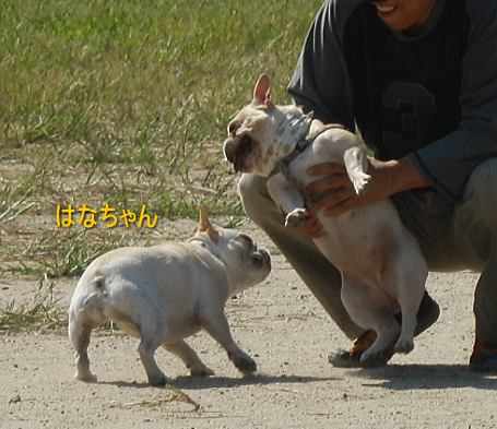 d0152869_21154115.gif