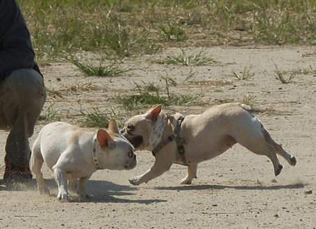 d0152869_21155422.gif