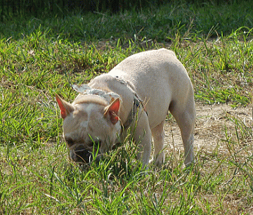 d0152869_2155026.gif