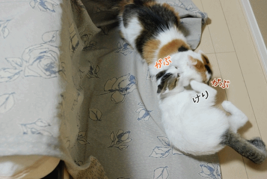 a0266372_23501924.gif