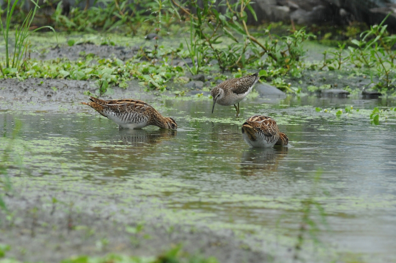タシギ_f0053272_20281337.jpg