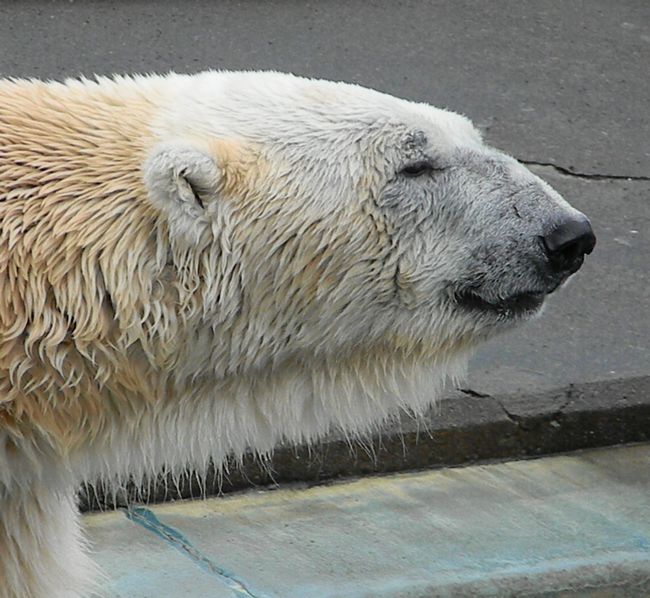 動物園の動物に注射をする方法_b0014576_2136021.jpg