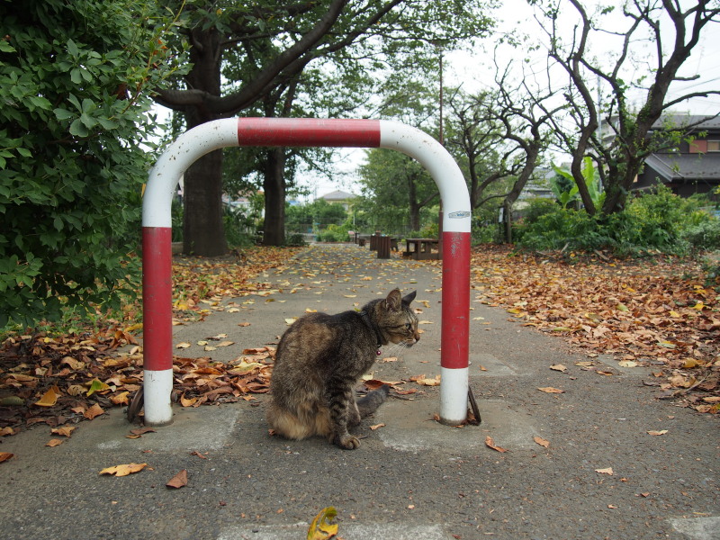 公園の主_c0109780_185227.jpg