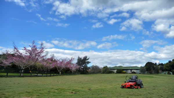 桜と芝刈り機、と。_e0133780_16133251.jpg