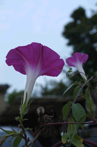a0275782_8565577.gif