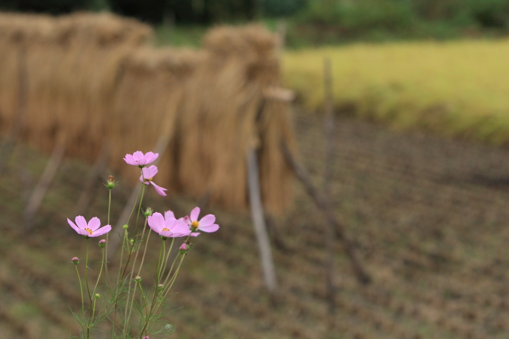 平成24年9月22日　秋桜、コスモス、蕎麦の花　高萩市秋山_e0143883_927149.jpg