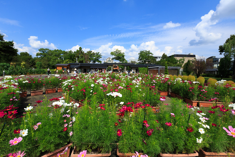 久しぶりに植物園へ_f0224083_19593820.jpg