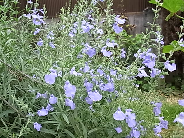 b0206784_17593159.jpg