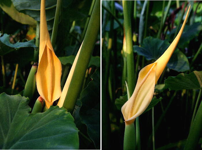 里芋の花 気まま日記