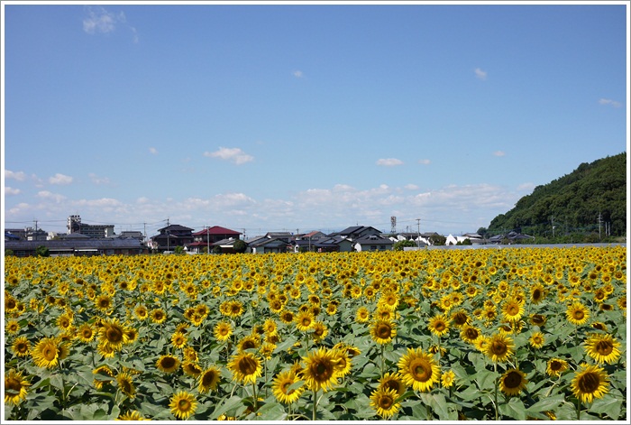 朝倉のひまわり畑 Hobby S 朝倉のひまわり畑 Hobby S