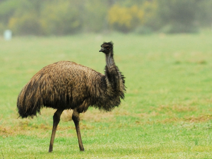 オーストラリアの生き物たち（エミュー、カンガルー、ワラビー）_a0223993_053221.jpg