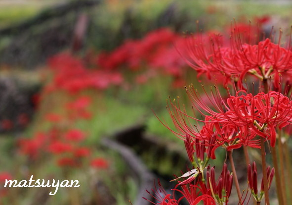 彼岸花 20120922_f0200594_1914576.jpg