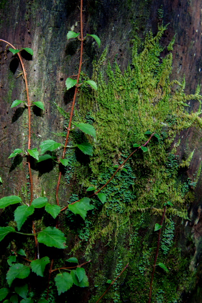 c0043403_10314878.jpg
