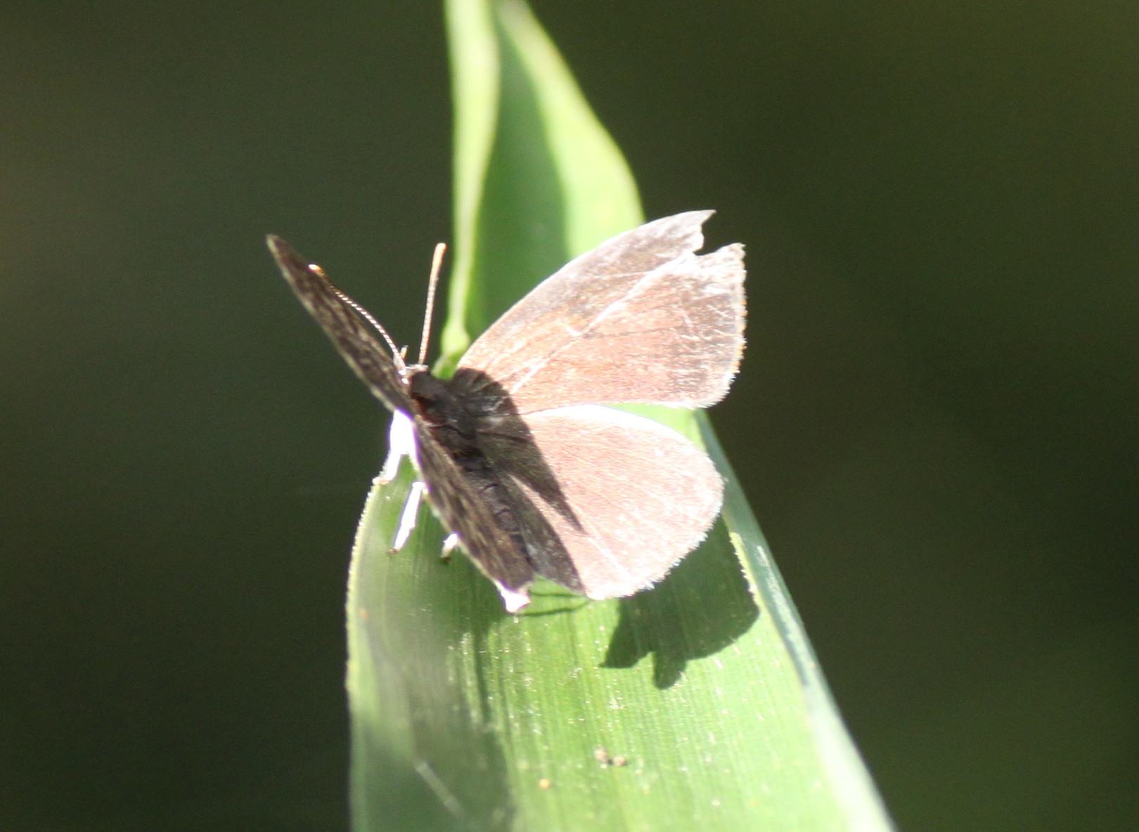 埼玉中部　　                  ゴイシシジミ開翅2012/09/22②_d0251807_9481863.jpg