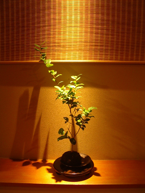 e0243008_5222925.jpg