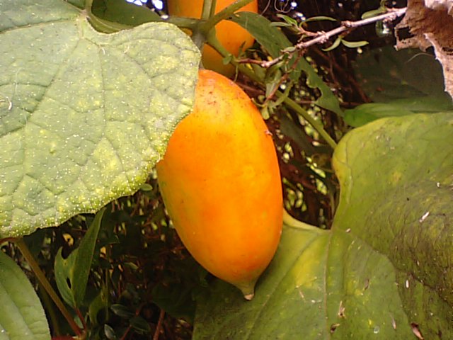 f0231709_12595390.jpg