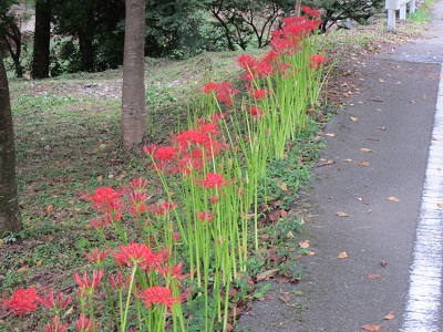 熊本県一の彼岸花の名所　　山鹿市　菊鹿　_b0228113_9224792.jpg