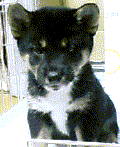 a0244318_053219.png