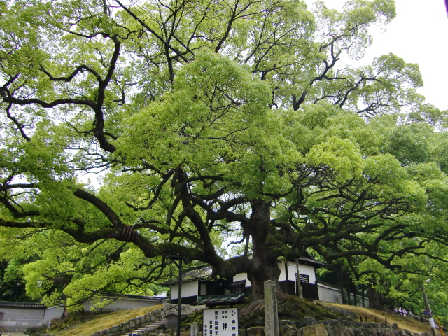 青蓮院（京都府京都市東山区）_c0219820_1911914.jpg