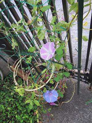 d0065324_0273968.gif