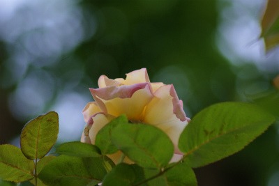 f0170524_19205194.jpg