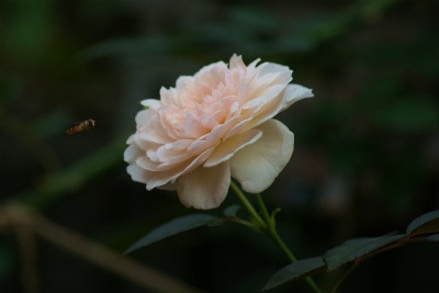 f0170524_19225011.jpg