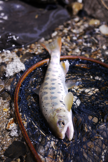 e0200926_8473342.jpg