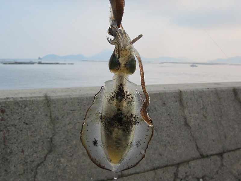 昨日購入した石ゴカイで釣れたのは すすむの気まぐれ釣り日記 昨日購入した石ゴカイで釣れたのは すすむの気まぐれ釣り日記