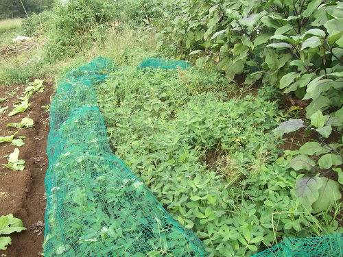 落花生の収穫 早すぎました 家庭菜園日記 すろーらいふ 茅ケ崎のはまちゃん 野菜つくり 落花生の収穫 早すぎました 家庭菜園日記 すろーらいふ 茅ケ崎のはまちゃん 野菜つくり