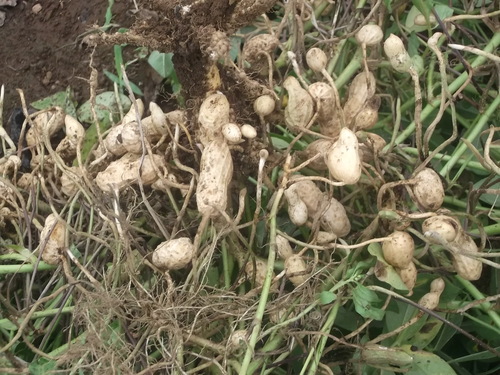 落花生の収穫 早すぎました 家庭菜園日記 すろーらいふ 茅ケ崎のはまちゃん 野菜つくり