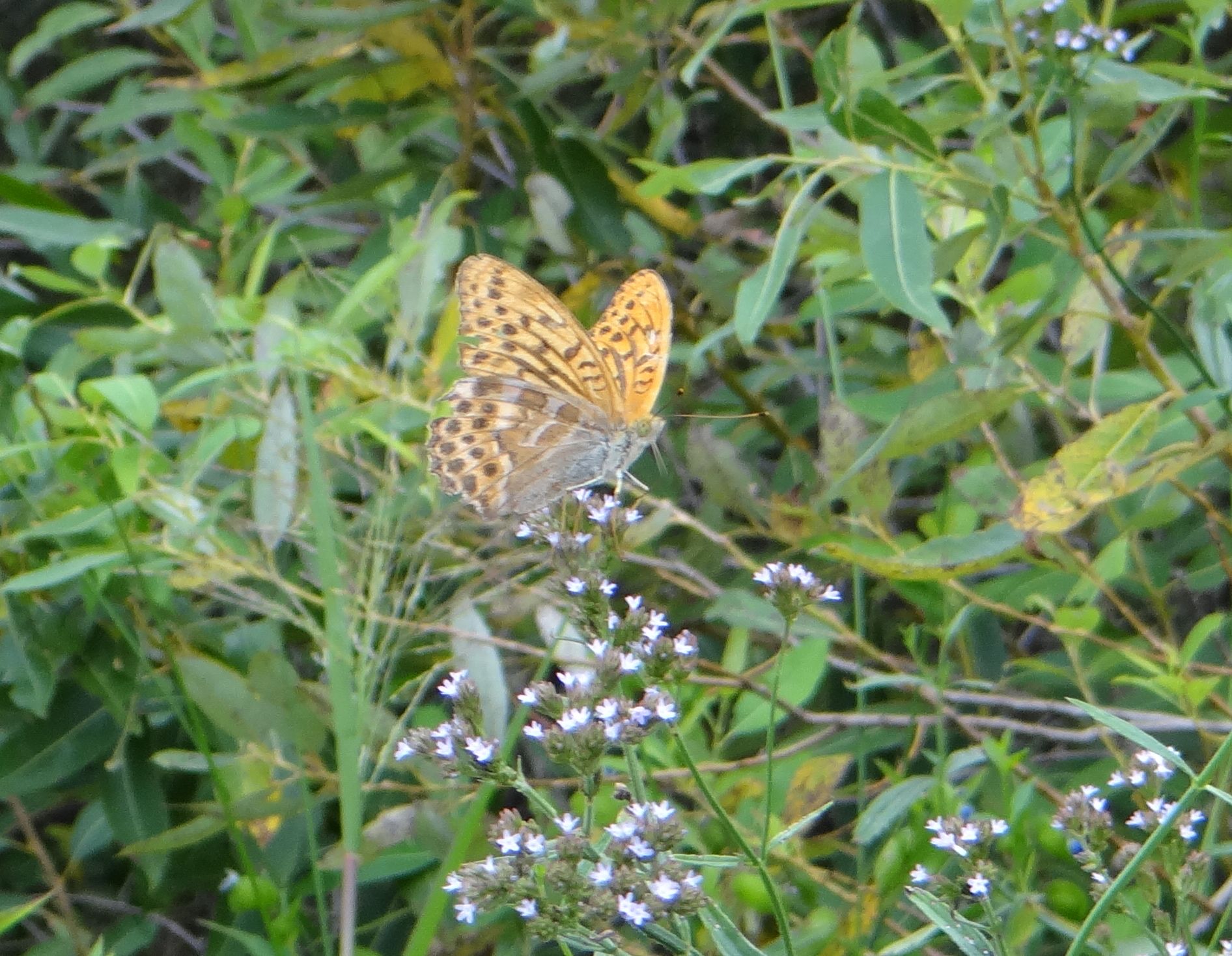 矢作川番外編 20120922_d0254540_13402314.jpg