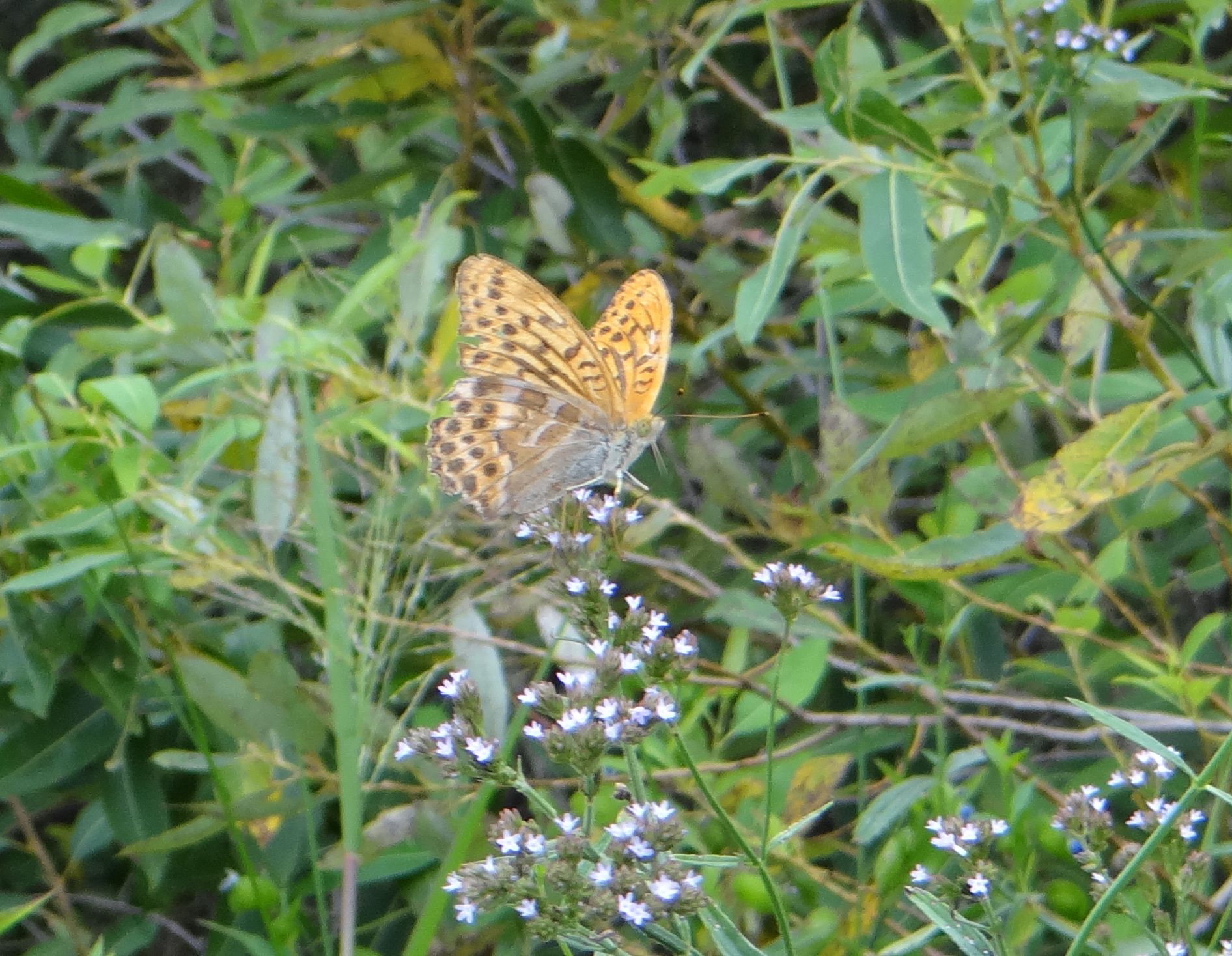 矢作川番外編　20120922_d0254540_13402314.jpg