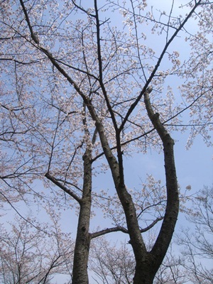 周　桜_c0180341_6441861.jpg