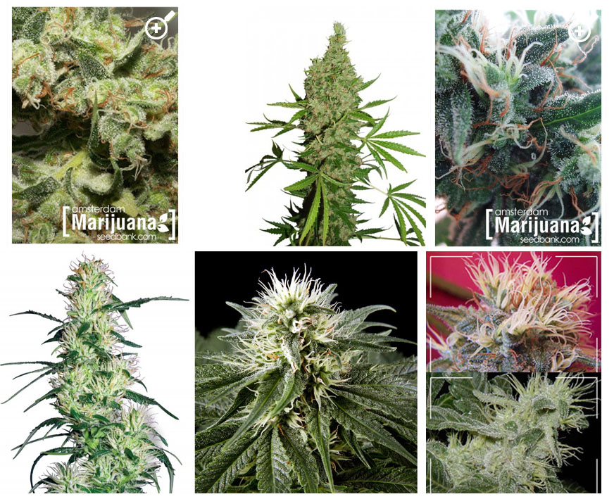 大麻収穫の季節となりました Nueq Lab 大麻収穫の季節となりました Nueq Lab