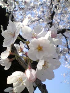 今年の桜〜家族の縁_f0087766_22401573.jpg