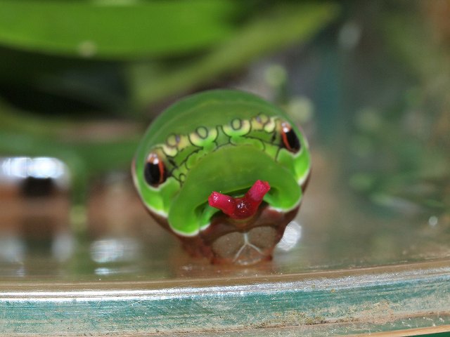 クロアゲハ幼虫の触覚 みなみかぜ通信 クロアゲハ幼虫の触覚 みなみかぜ通信