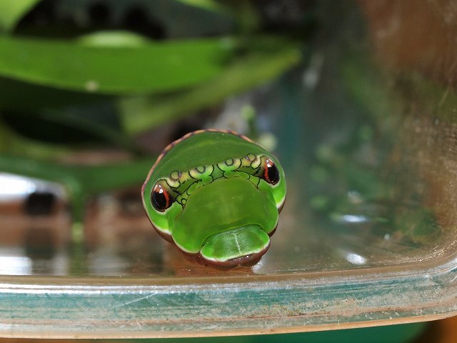 クロアゲハ幼虫の触覚 みなみかぜ通信 クロアゲハ幼虫の触覚 みなみかぜ通信