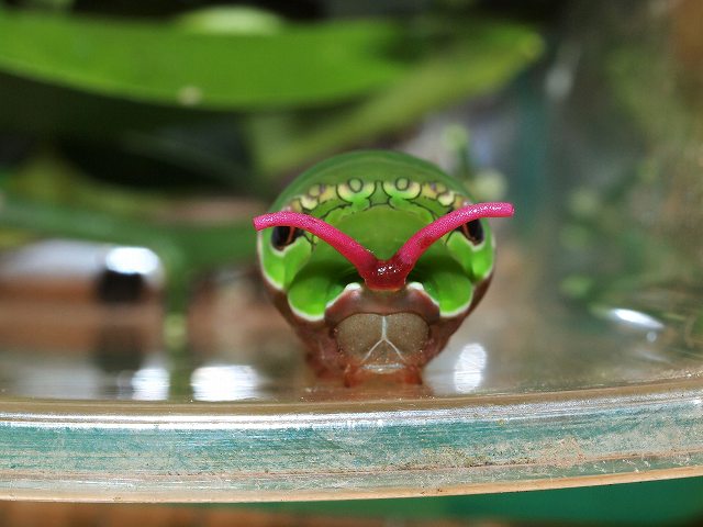 クロアゲハ幼虫の触覚 みなみかぜ通信 クロアゲハ幼虫の触覚 みなみかぜ通信