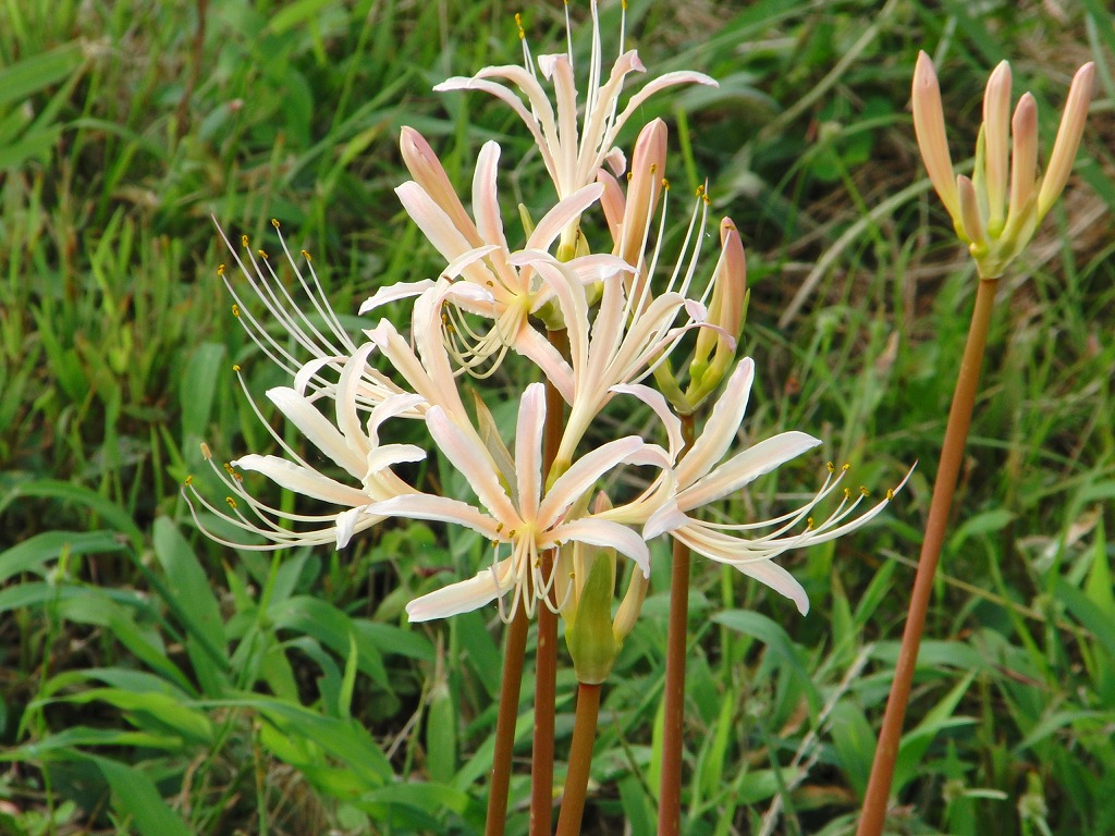 白花彼岸花が咲いている風景 自然風の自然風だより