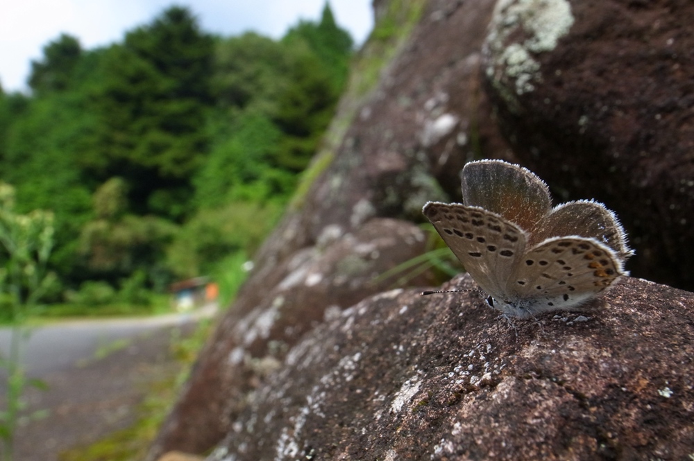 秋風吹く山村～限界集落と蝶～_f0211980_23451623.jpg