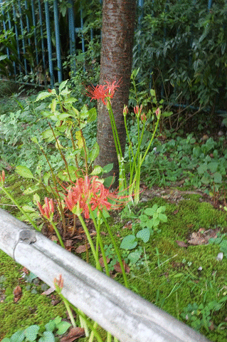 a0275782_19404390.gif