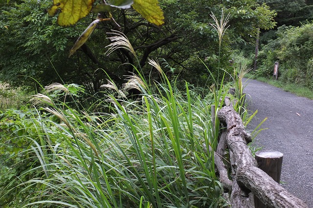 e0070891_21272562.jpg