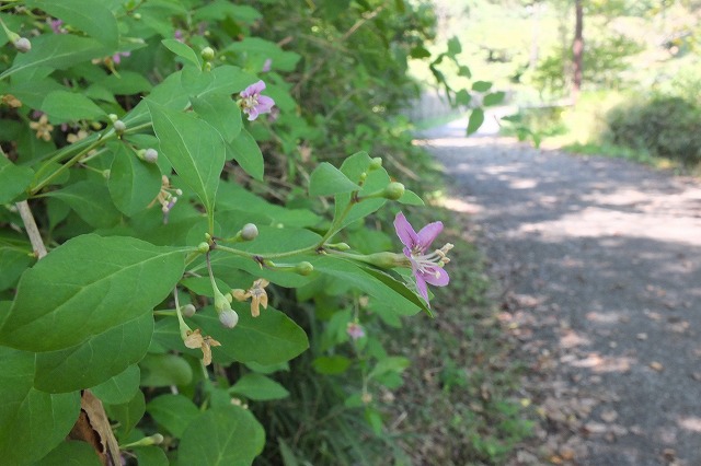 e0070891_21331855.jpg